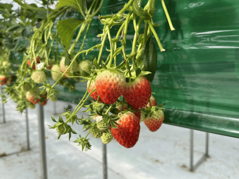 Seoul: Strawberry, Nami Island & Garden Of Morning Calm Tour - The Itinerary Breakdown: A Day in Nature