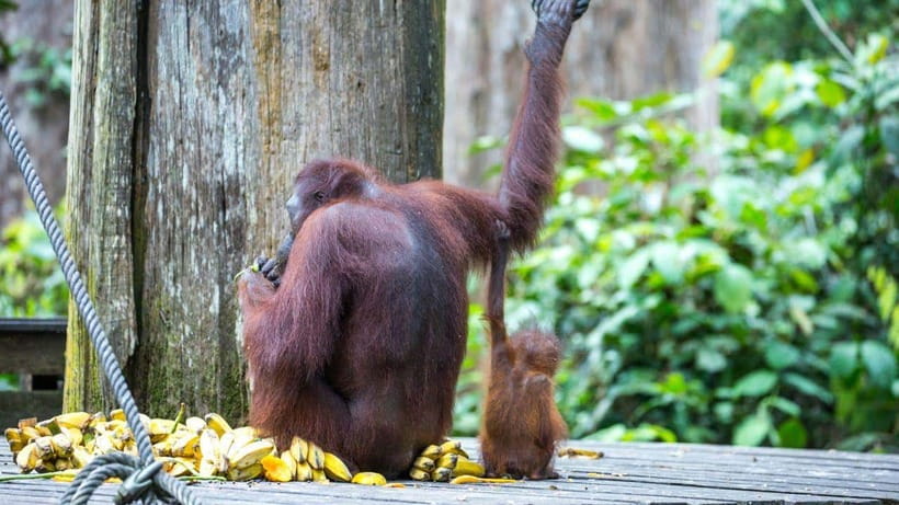 Sepilok Orangutan & Sun Bear Half-Day Tour | Sandakan - Who Will Love This Tour?