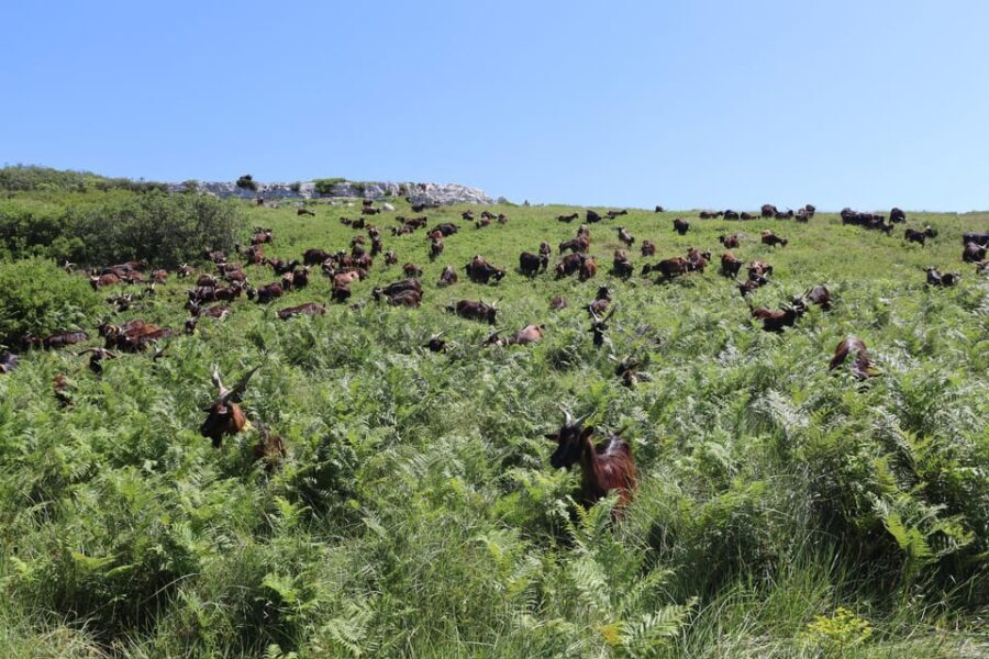 Serra dos Candeeiros : Shepherd for a morning - What Sets This Tour Apart