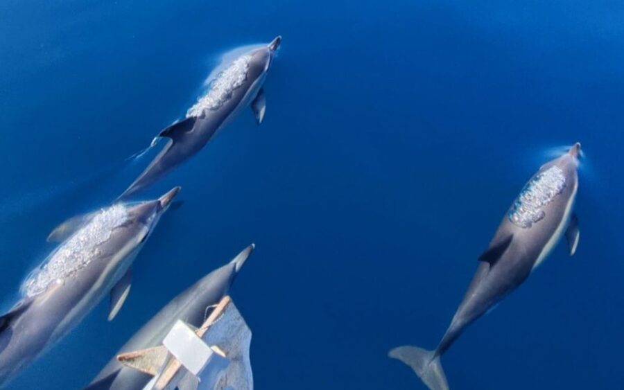 Sesimbra: Dolphin Watching with a marine biologist - Detailed Breakdown of the Itinerary