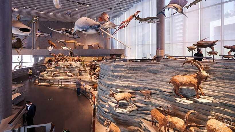 Shanghai: Natural History Museum Admission entry ticket - Who Should Visit?