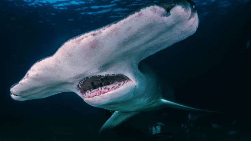 Shanghai: The Marine Wonders at Shanghai Ocean Aquarium - What to Expect: The Practicalities and Highlights