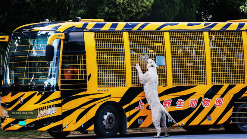 Shanghai: Wild Animal Park Ticket - The Safari Experience