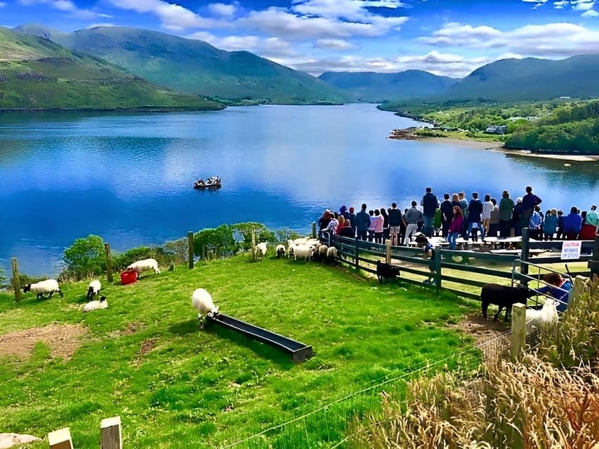 Sheepdog herding demo on working sheep farm. Galway. Guided. - The Hands-On Turf Cutting