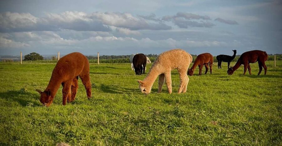 Shropshire: Alpaca Meet & Greet Intimate Alpaca Experience - Final Thoughts: Who Is This For?