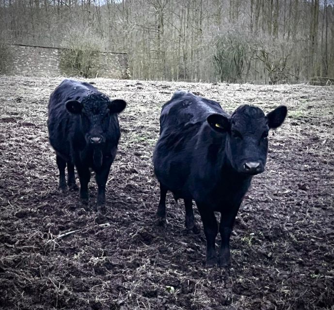Shropshire: Meet the Mini Moos Cow Cuddling Experience - What’s Included and Practical Considerations