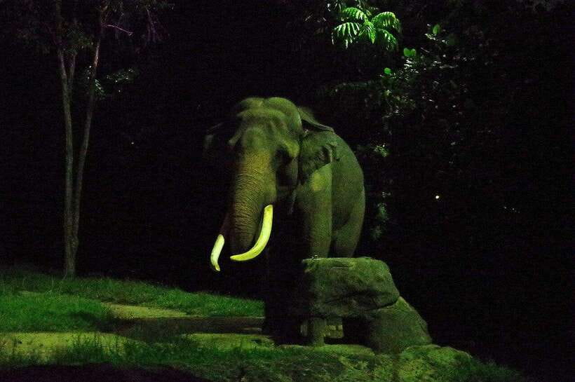 Singapore: Night Safari Singapore w/ Tram - What to Expect During Your Visit
