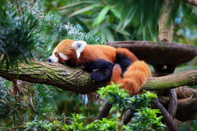 Singapore: Zoo & Night Safari Combos with Hotel Pick & Drop - Analyzing the Value