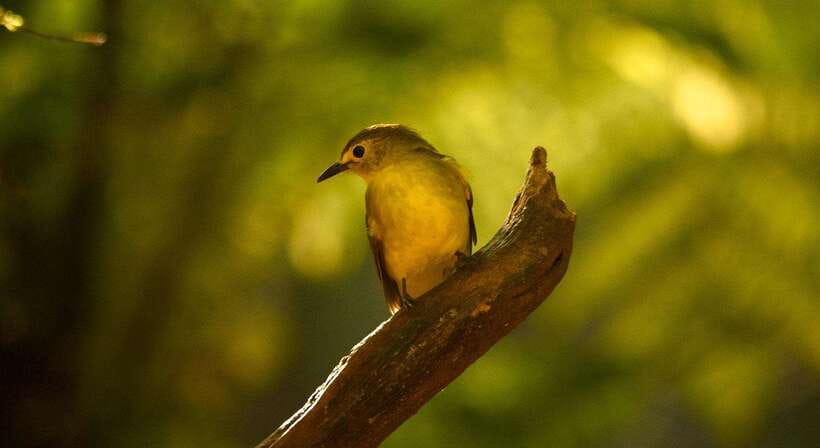 Sinharaja Rainforest: Day Trip From Colombo or Negombo - Entering the UNESCO World Heritage Site