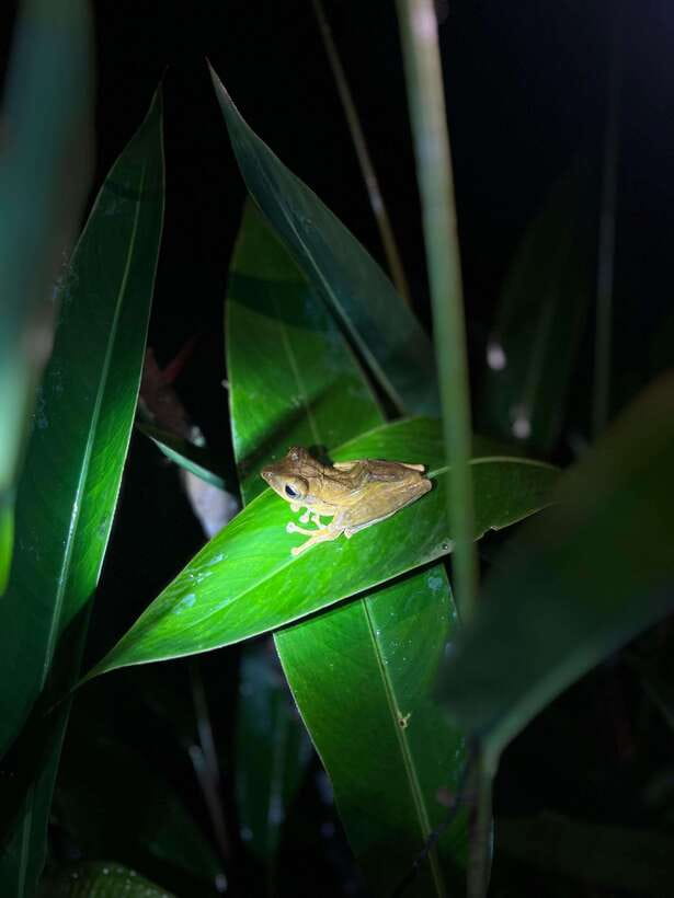 Sinharaja Rainforest: Day Trip From Galle or Bentota - Why Choose This Tour?