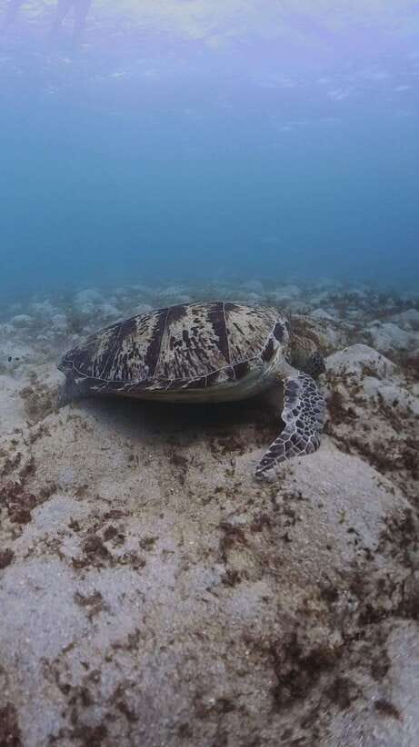 Siquijor: Freediving Adventure with Lunch and Beach Time - Why This Tour Offers Good Value (Despite Some Complaints)