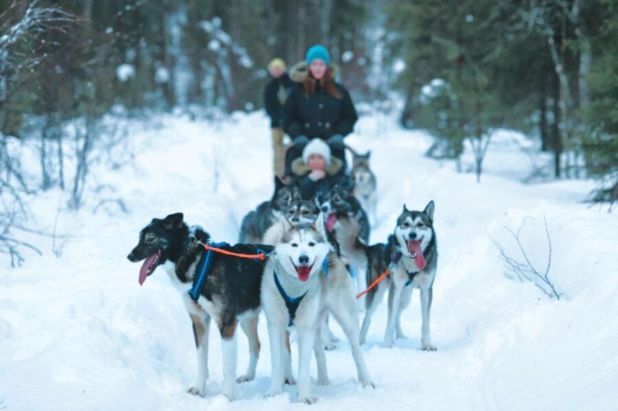 Sirkka: Husky Sled Ride in Levi - Practical Tips for Your Husky Sled Ride