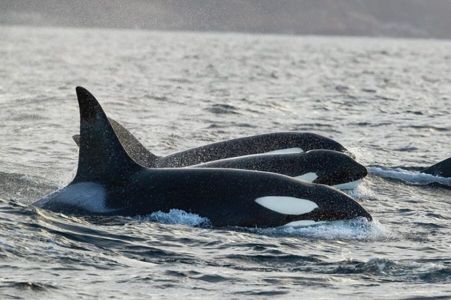 Skjervøy: Orca and Whale-Watching comfort heated Boat Trip - What Makes This Tour Stand Out?