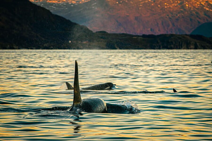 Skjervøy: Whale Watching with RIB Boat and Local Guide - Value and Cost Analysis