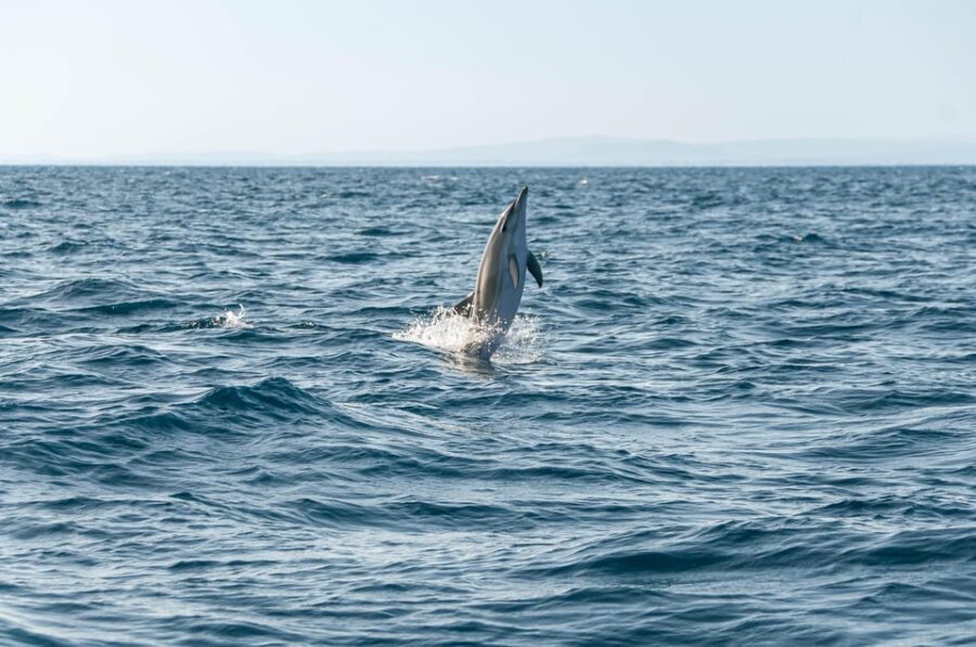 (Small Group) Dolphin & Marine Wildlife Watching Tour - What’s Included and What to Bring