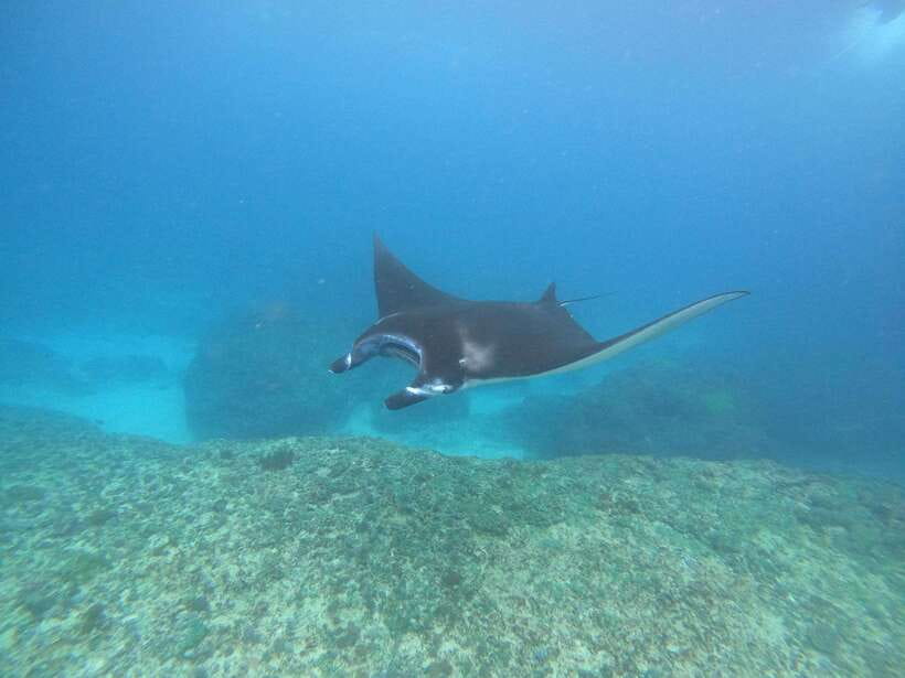 Snorkeling Adventure with Lucky Snorkeling - What You Can Expect