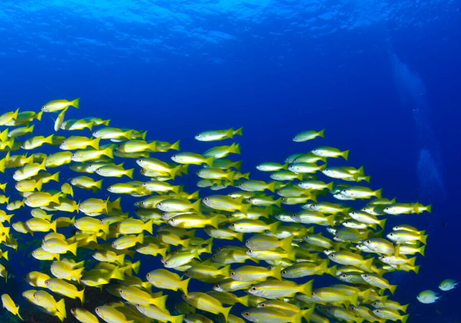 Snorkeling for beginners in crystal clear sea of Halkidiki - Authentic Feedback & Insights