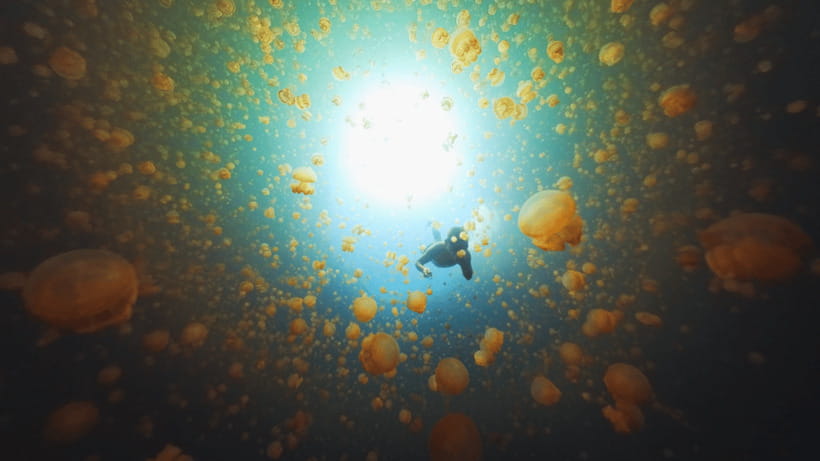 Snorkeling with Stingless Jelly Fish, Indonesia Banggai - The Cost and Value
