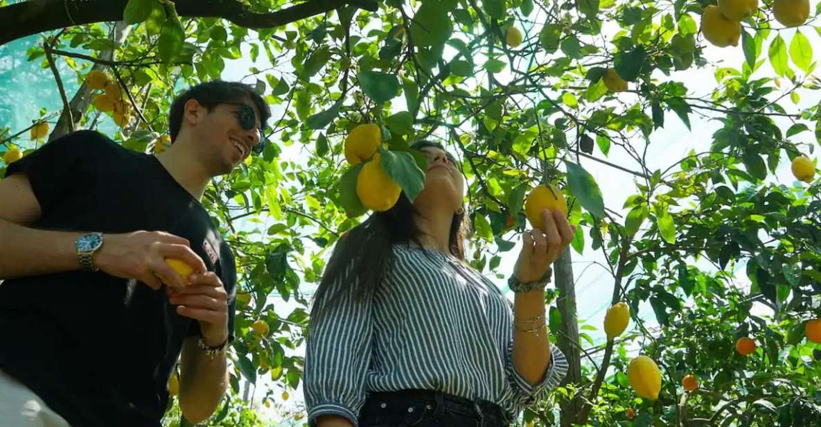 Sorrento: Authentic Lemon Experience in a Farm With Tastings - Homemade Lemonade and Tastings