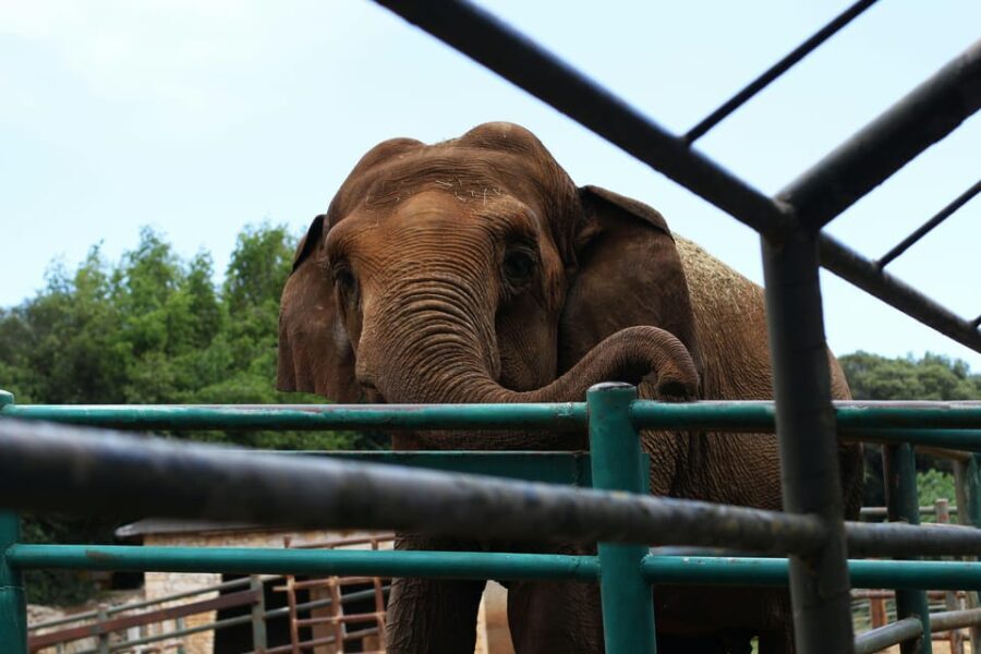 South Africa from Joburg: Elephant Sanctuary Half Day Tour - What Are the Highlights?