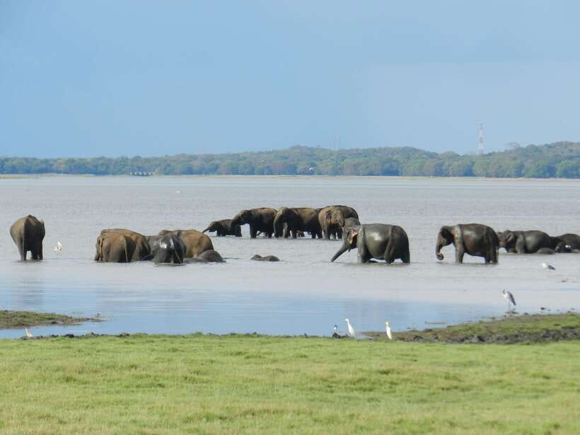 Sri Lanka: 3-Day Cultural Triangle, Hill Country, Train Tour - What’s Included and What’s Not