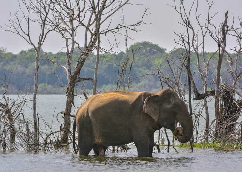 Sri Lanka 3-Day - Sigiriya, Udawalawe, Kandy, Bentota, Ella - Whats Included and Whats Not