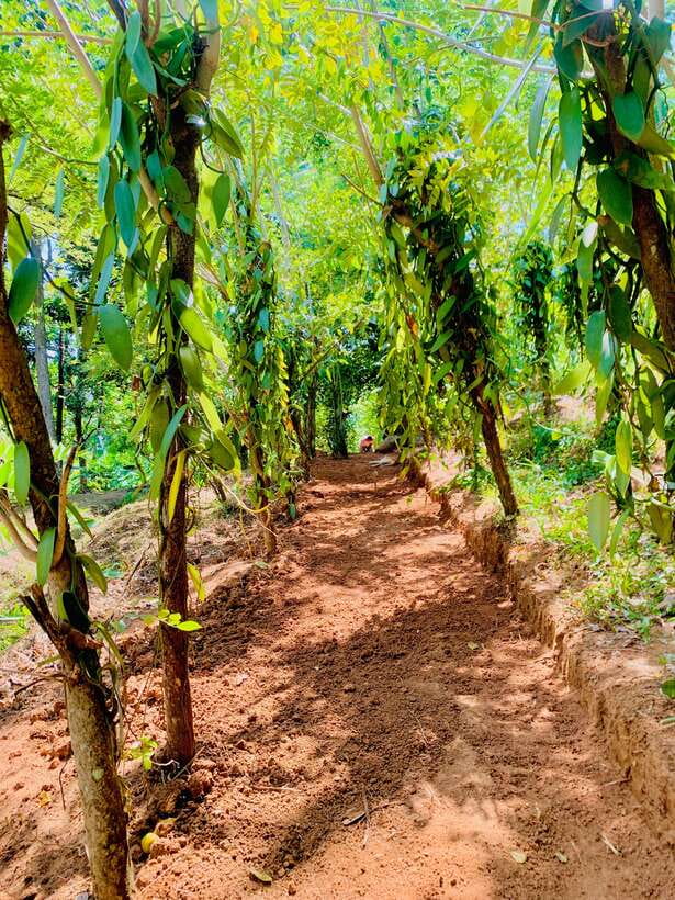 Sri Lanka: Ceylon Cinnamon Experience & Spice Garden Tour - Who this Tour Is Perfect For