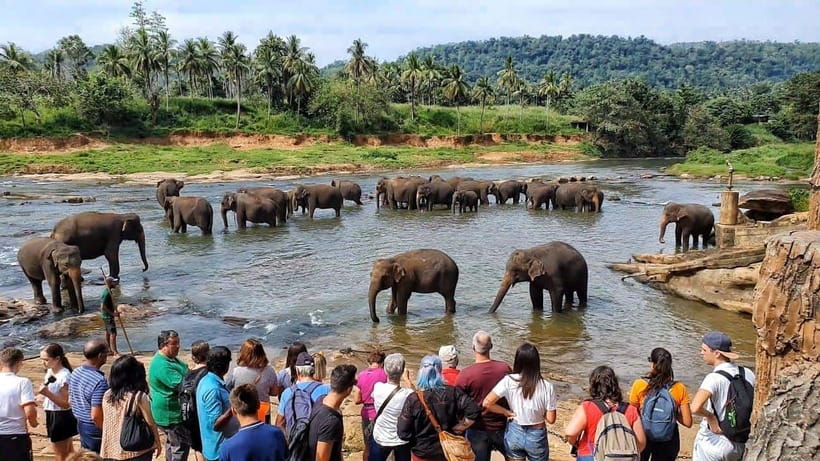 Sri Lanka : Day Tour to Pinnawala Elephant Orphanage & Zoo - Exploring the Pinnawala Elephant Orphanage