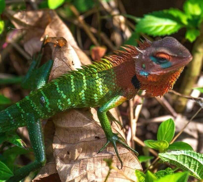 Sri Lanka : Sinharaja Rainforest Guided Trek with Pickup - What Are Travelers Saying?