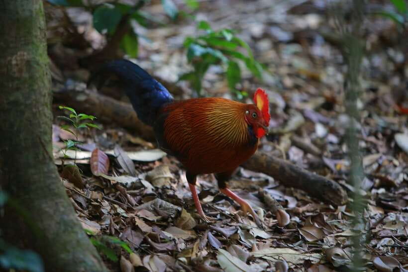 Sri Lanka: Sinharaja rainforest tour from Colombo, Bentota - What to Expect on Your Day