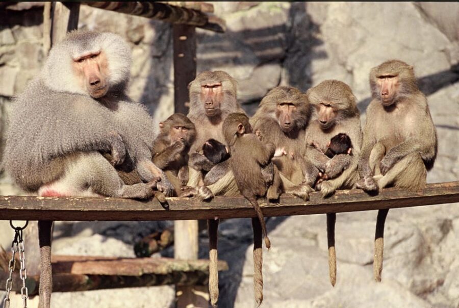 Stockholm: The Skansen Aquarium Entry Ticket - Is It Worth It?