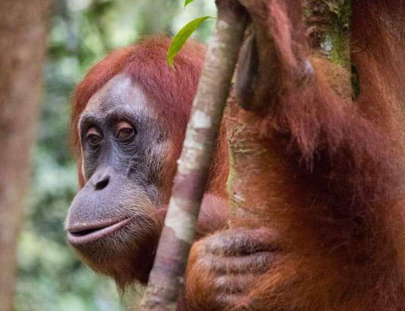 Sumatra: 3-Day Unique Jungle Experience & Exploring Wildlife - Who Will Love This Experience?