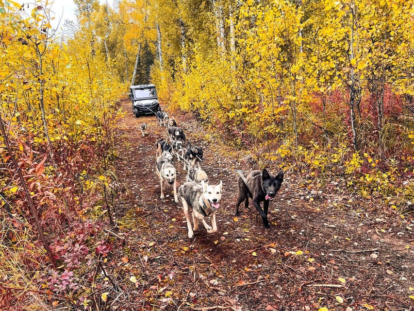 Summer Dog Sled Ride and Kennel Tour - Frequently Asked Questions