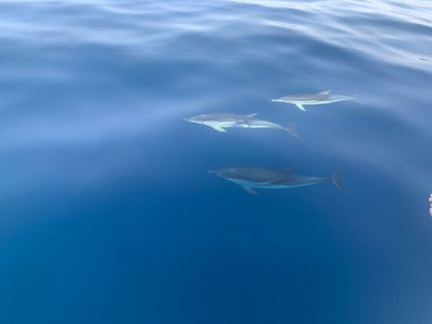 Sunset Tour in Search of Dolphins With Aperitif - Itinerary Highlights