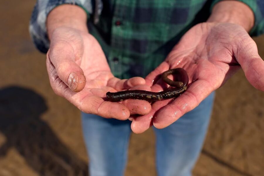 Sylt: Guided Mudflat Hike on the Island - A Closer Look at the Sylt Mudflat Hike