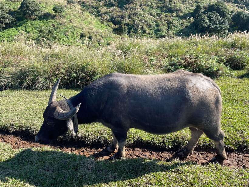 Taipei: Yanmingshan walking tour - Qingtiangang Grassland - What to Expect from the Qingtiangang Grassland Walking Tour