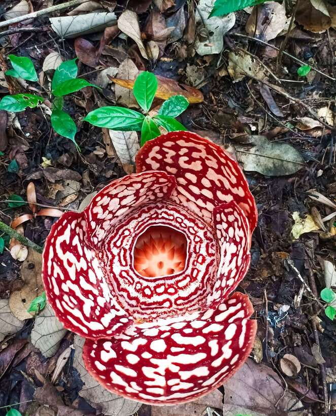 Tambunan: Rafflesia Flower Trekking with Rustic Lunch - What to Expect at Each Stop