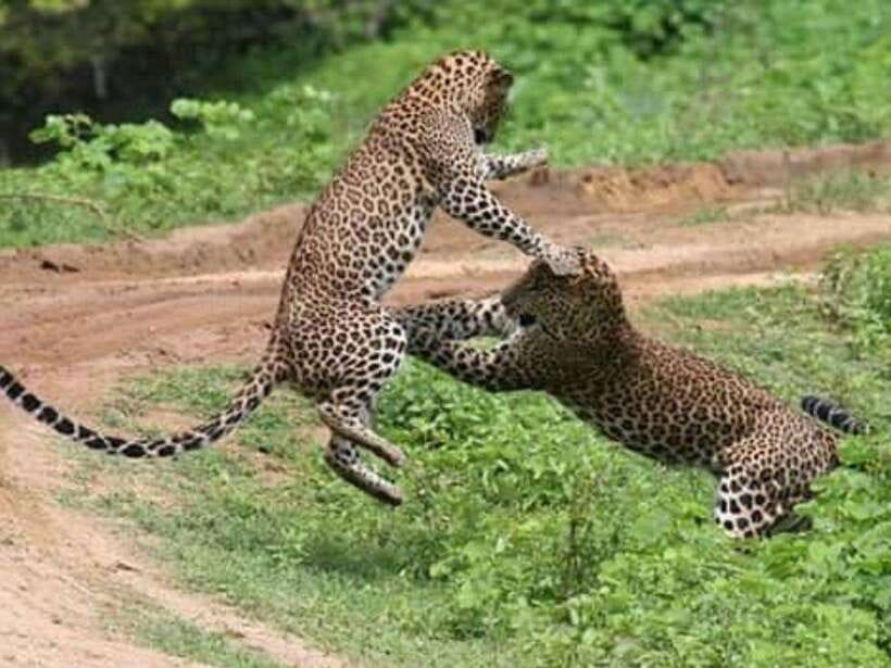 Tangalle/Mirissa: All Inclusive Full-Day Safari at Yala Park - What Makes This Safari Special