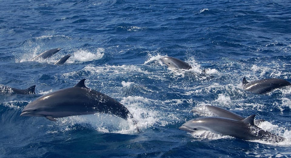 TAORMINA: DOLPHIN TOUR IN TAORMINA WITH SUNSET APERITIF - Exploring the Taormina Coastline