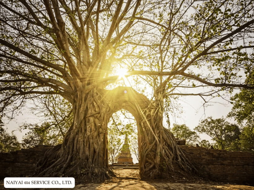 Temple Visits in Ayutthaya and a Walk Through History. - Highlights and Attractions