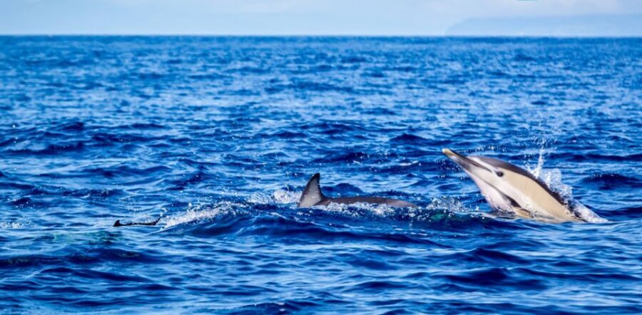 Terceira: Boat Tour and Swimming with Dolphins - Practical Details and Tips