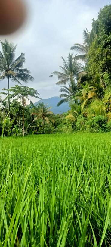 Tetebatu: Waterfalls, Spices, Rice Terrace, Monkey forest - Exploring Lombok in a Day