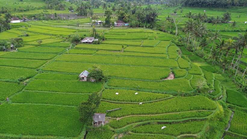 The Best Northern Bali: Waterfalls & Sacred Temple Adventure - Transportation & Practical Details