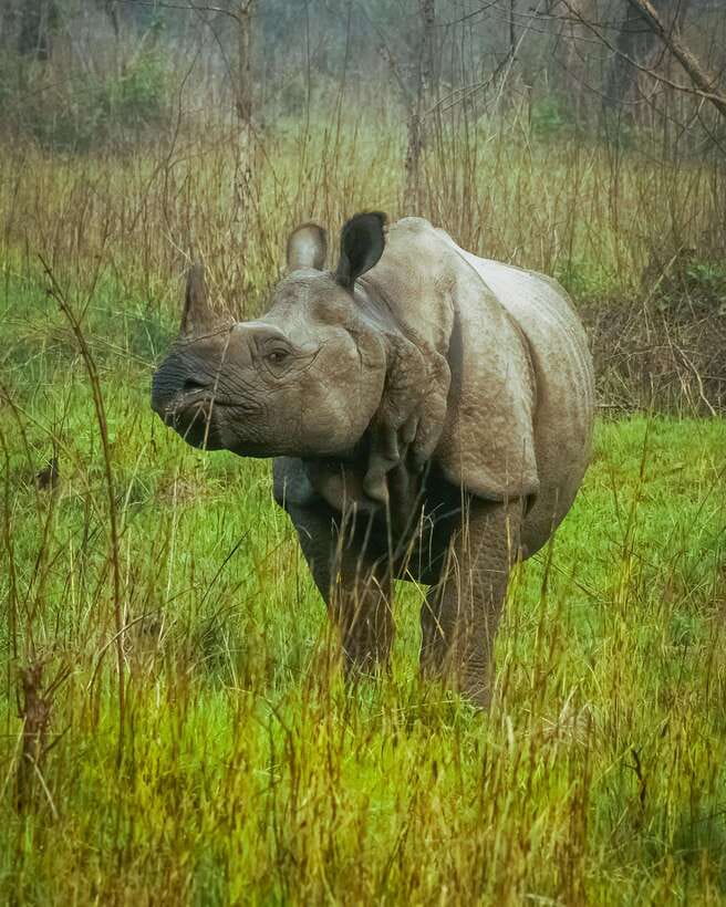 Tower Night Stay & Excursing through Chitwan National Park - Exploring the Experience in Detail