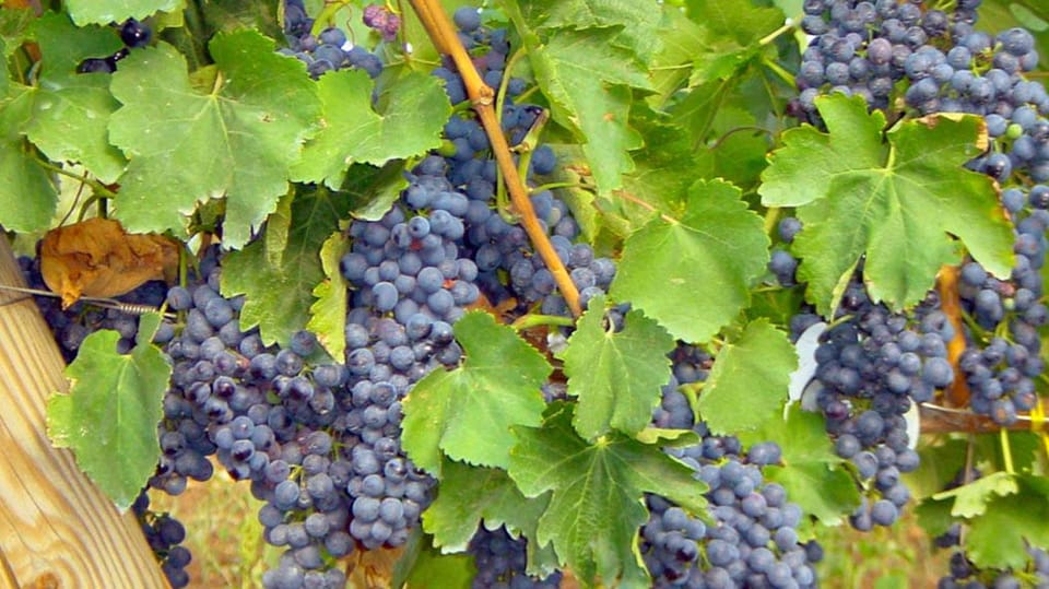 Trani Wine Tours: Flavors of Puglia - Wine and Food Tasting