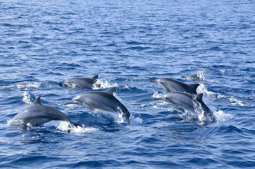 Trincomalee: Whale & Dolphin Safari Tour with Expert Guides - Key Points