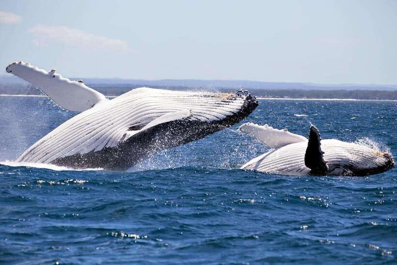 Trincomalee : Whale & dolphin watching +pigeon island tour - Is It Worth the Price?