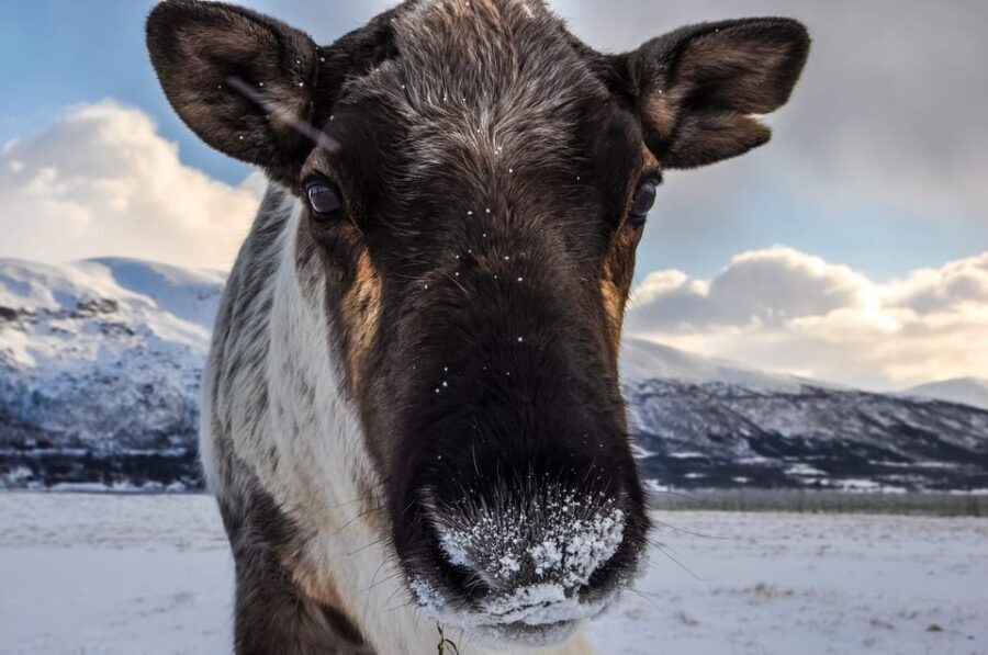 Tromso: Fjord Arctic Adventure Expedition - Key Points  