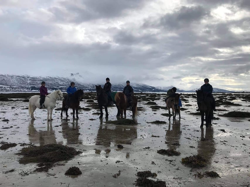 Tromsø: Horseback Riding Tour - The Sum Up