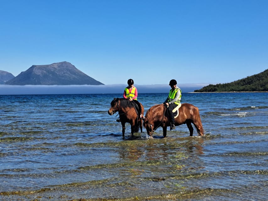 Tromsø: Lyngen Horse Summer Riding Experience - Authenticity, Value, and Overall Experience